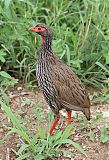 Red-necked Spurfowlborder=